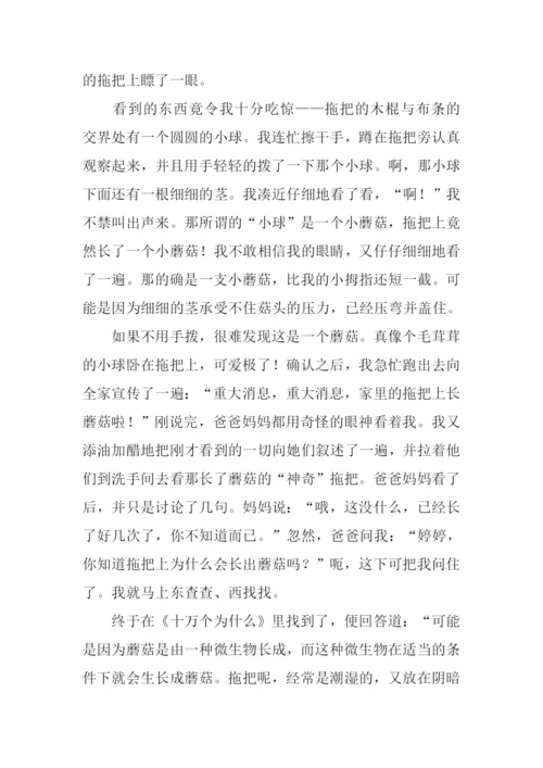 拖把上长蘑菇作文.docx