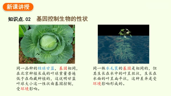 7.2.1基因控制生物的性状-八年级生物人教版下学期同步精品课件(共27张PPT)