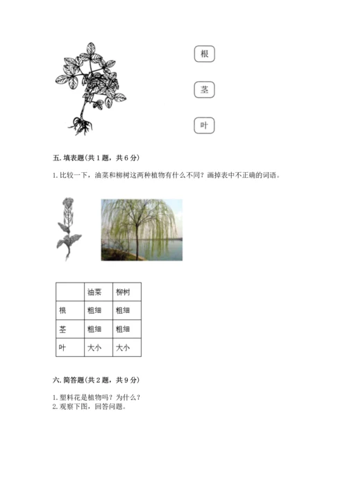教科版科学一年级上册第一单元《植物》测试卷带答案（综合题）.docx