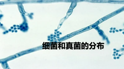 人教版生物八年级上册5.4.1《细菌和真菌的分布》课件(共22张PPT)