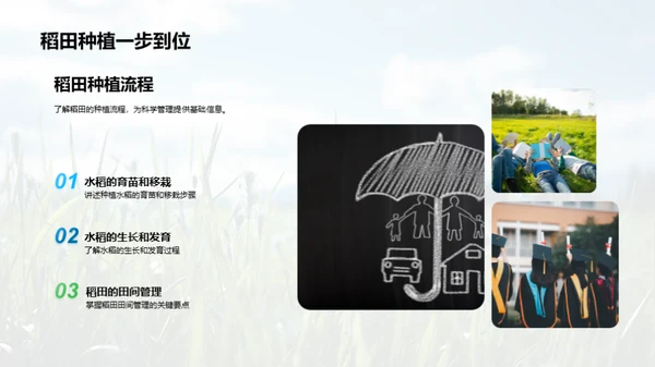 稻田科学种植