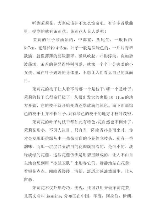 关于茉莉花的作文.docx