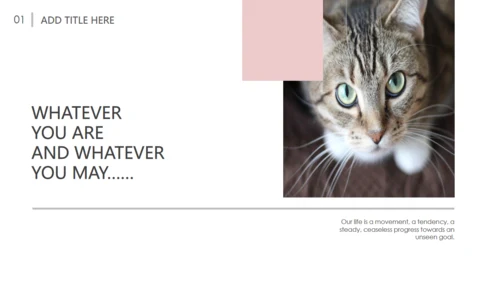 吸猫宠物猫咪日记通用PPT模板