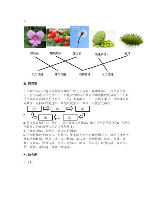 教科版四年级下册科学第一单元《植物的生长变化》测试卷精品（夺冠系列）.docx