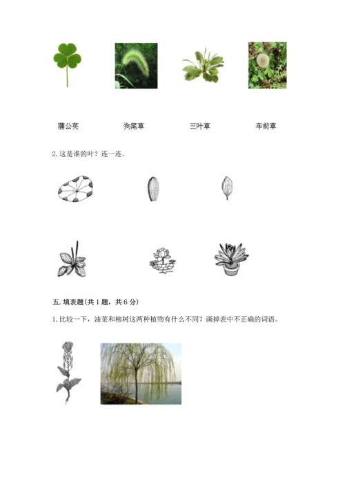 教科版科学一年级上册第一单元《植物》测试卷（能力提升）word版.docx