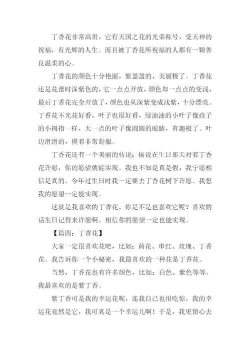 写丁香花的作文.docx