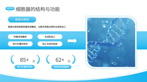 蓝色简约风细胞结构探秘PPT