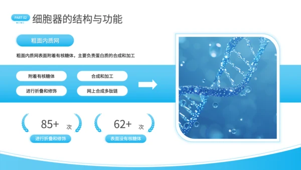 蓝色简约风细胞结构探秘PPT