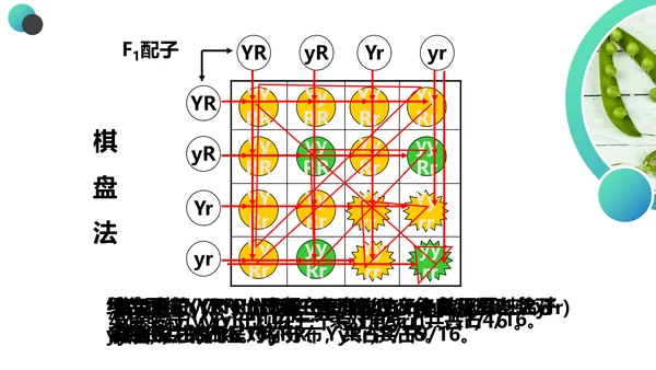 高中生物豌豆杂交实验PPT课件
