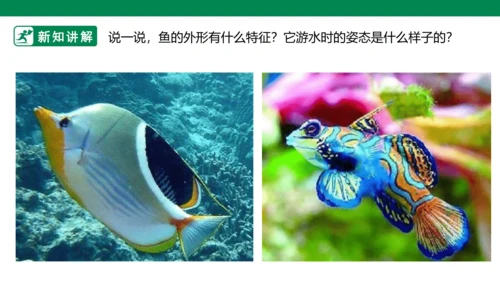 第九课《用彩墨画鱼》课件