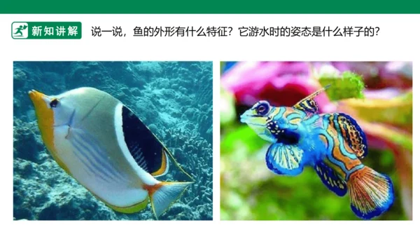 第九课《用彩墨画鱼》课件