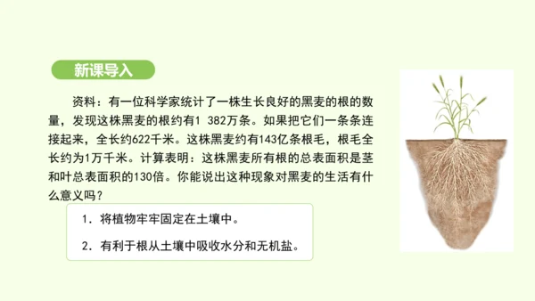 第三单元-第一章-第二节-植株的生长课件-2024-2025学年七年级生物下学期人教版(2024)(