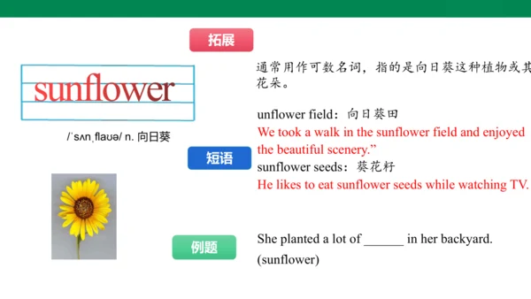 Unit 6 The power of plants 单词讲解趣味课件 新外研（2024）版七上英语