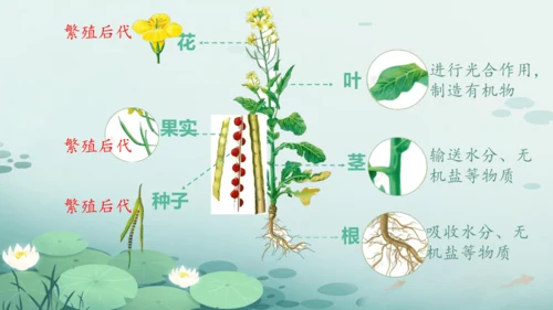 人教版（2024）七年级上册1.3.1植物体的结构层次 课件(共23张PPT)