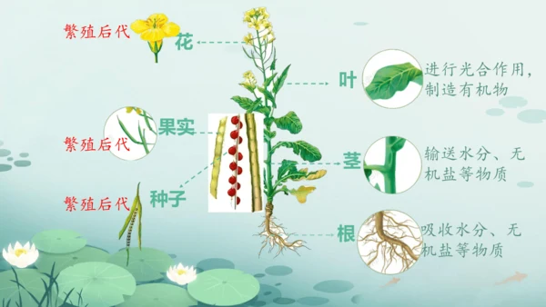 人教版（2024）七年级上册1.3.1植物体的结构层次 课件(共23张PPT)