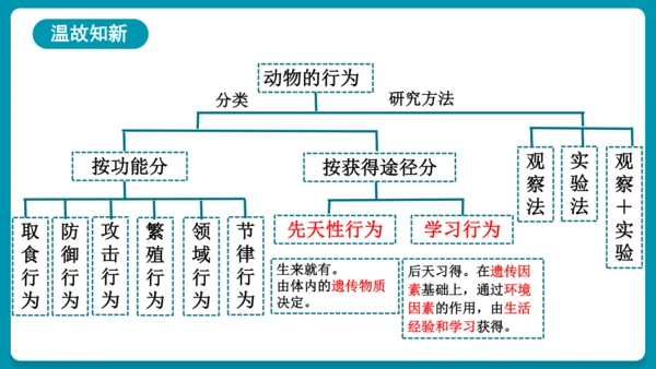 5.2.3社会行为课件-人教版生物八年级上册