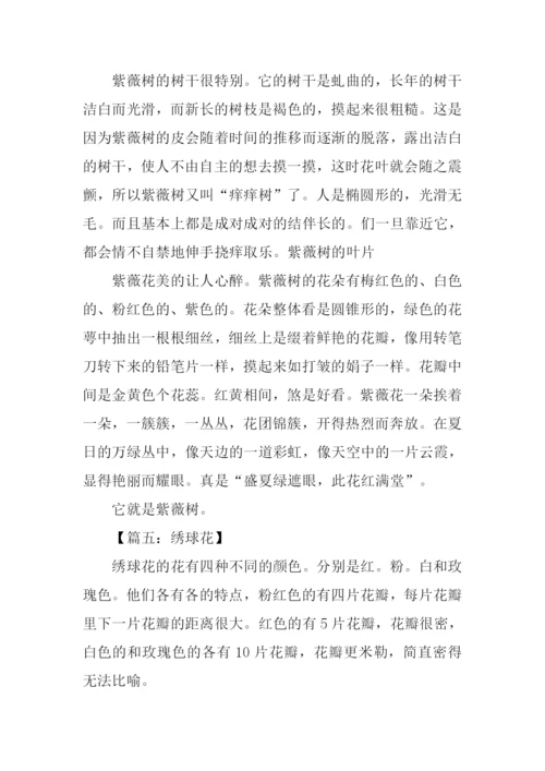 描写一朵花的作文.docx