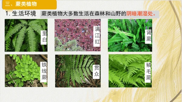 人教版（2024）七年级上册2.1.1藻类、苔藓植物和蕨类植物(共17张PPT)+视频素材