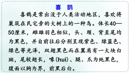 9 枫树上的喜鹊（第一课时）课件