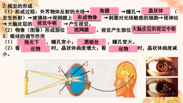 第四单元第五、六章复习课件(共33张PPT)人教版七年级下册