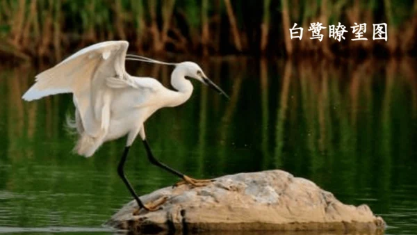 《1 白鹭》课件