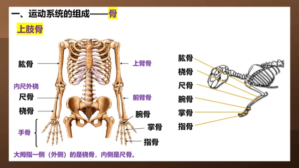 人教版生物八年级上册5.2.1《动物的运动》课件(共27张PPT)+视频素材