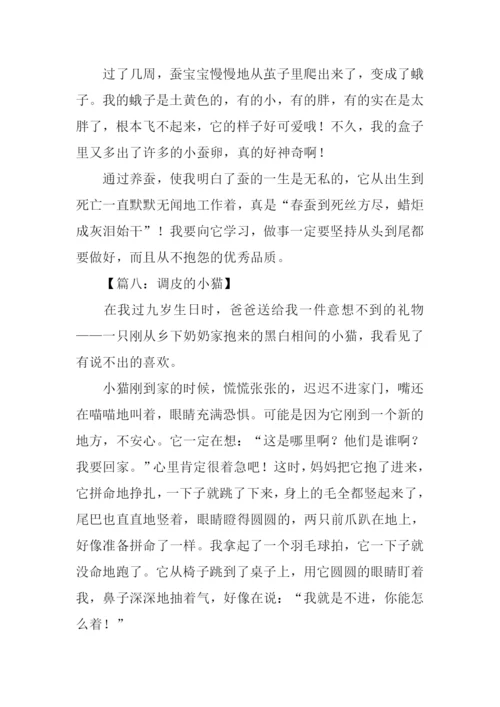写小动物的作文500字.docx