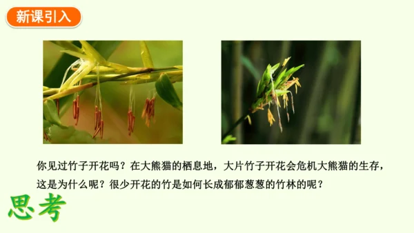 7.1.1植物的生殖-八年级生物人教版下学期同步精品课件(共33张PPT)