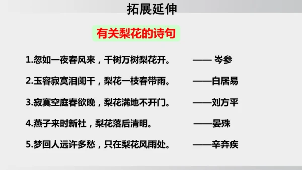 15 驿路梨花 课件