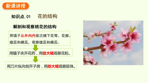 3.1.3开花和结果-七年级生物下学期同步精品课件（2024人教版）(共27张PPT)