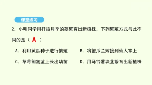 7.1.1植物的生殖课件-人教版生物八年级下册(共33张PPT)