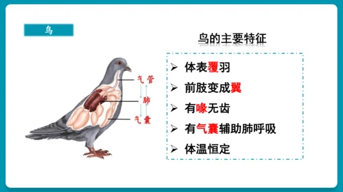 第一章动物的主要类群（复习课件）-八年级生物上册同步教学精制课件（人教版）(共25张PPT)