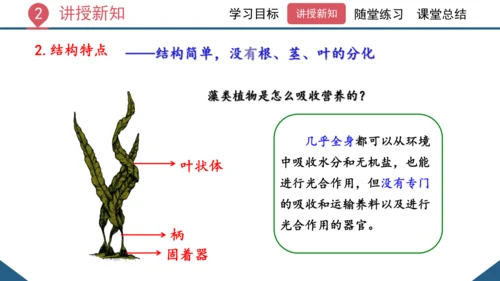 3.1.1 藻类、苔藓和蕨类植物课件 2023--2024学年人教版生物七年级上册(共26张PPT)