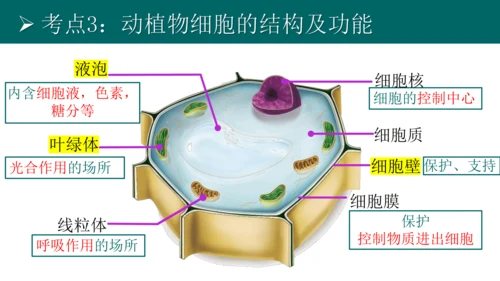 七上 第二单元生物体的结构层次-复习课件(共35张PPT)