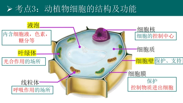 七上 第二单元生物体的结构层次-复习课件(共35张PPT)