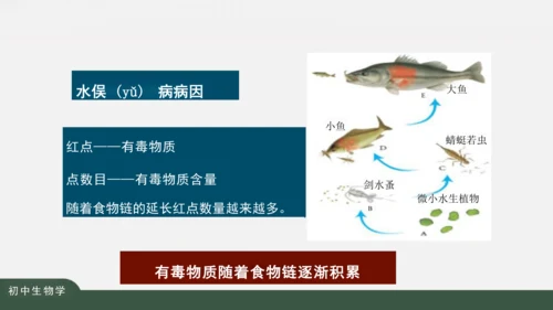 1.2.2 生物与环境组成生态系统 课件（共25张PPT）