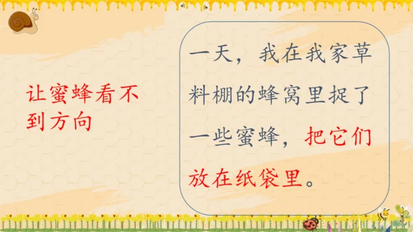 14《蜜蜂》课件