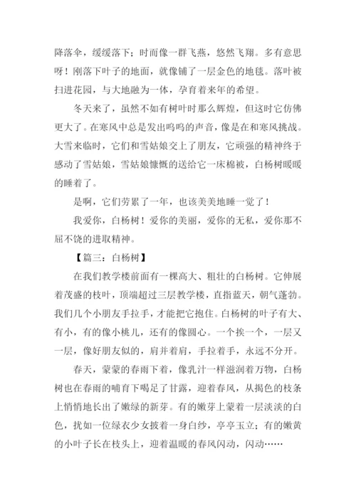 白杨树的作文600字.docx