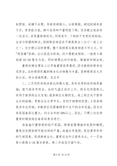 茶园改造实施方案 (3).docx