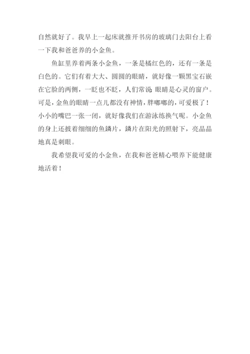 可爱的小金鱼作文250字.docx
