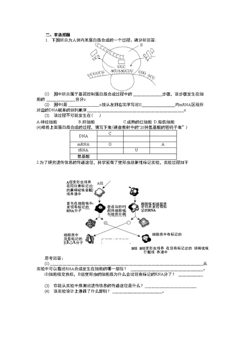 生物必修2第4章  基因的表达精练测试题及答案