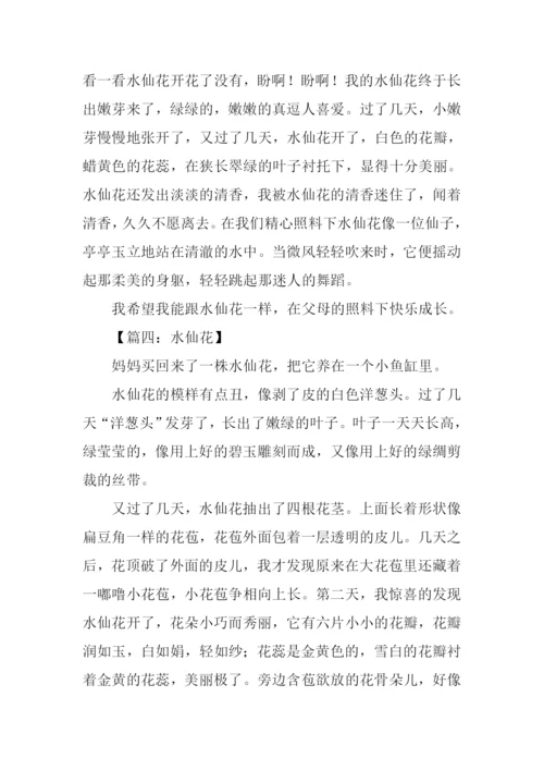 水仙花作文350字.docx