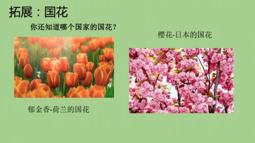 校园里的花（课件33页）-美术三年级上册人教版