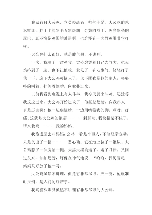 大公鸡作文400字.docx
