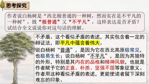 15 白杨礼赞 课件