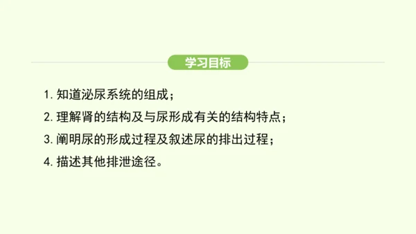 第四单元-第五章-人体内废物的排出课件-2024-2025学年七年级生物下学期人教版(2024)(共