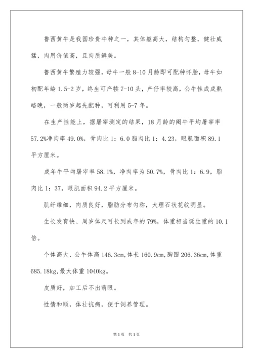 2022养牛创业项目计划书.docx