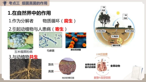人教版生物八年级上册2.3 细菌、真菌和病毒 本章复习课件(共23张PPT)+视频素材