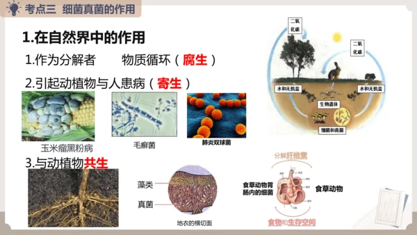 人教版生物八年级上册2.3 细菌、真菌和病毒 本章复习课件(共23张PPT)+视频素材