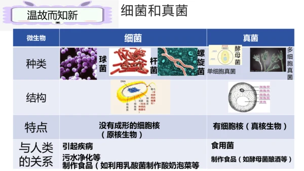 人教版生物七年级上册2.3.4《病毒》（课件）(共19张PPT)+视频素材